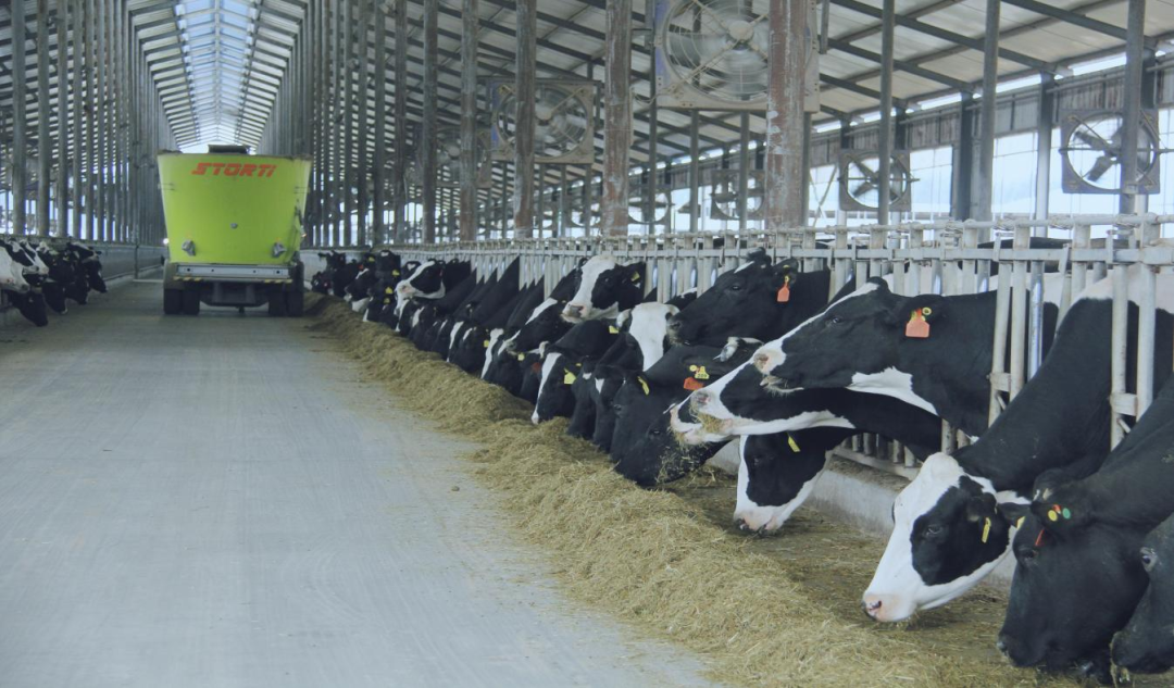 北京大學南南合作與發展學院教授、全球伙伴關系主任周詠梅一行蒞臨花花牛平輿瑞亞牧業參觀調研 北京大學南南合作與發展學院教授、全球伙伴關系主任周詠梅一行蒞臨花花牛平輿瑞亞牧業參觀調研