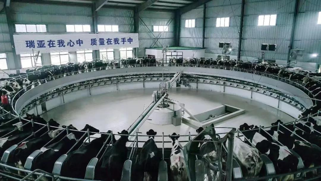 花花牛丨國家奶牛產業技術體系首席科學家、中國農業大學教授李勝利一行蒞臨花花牛魯山瑞亞參觀調研 花花牛丨國家奶牛產業技術體系首席科學家、中國農業大學教授李勝利一行蒞臨花花牛魯山瑞亞參觀調研