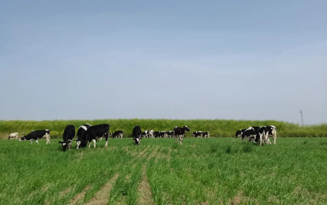 繼往開來 · 再創(chuàng)輝煌 | 花花牛乳業(yè)集團召開9月營銷、養(yǎng)殖及飼料月度經(jīng)營工作會議