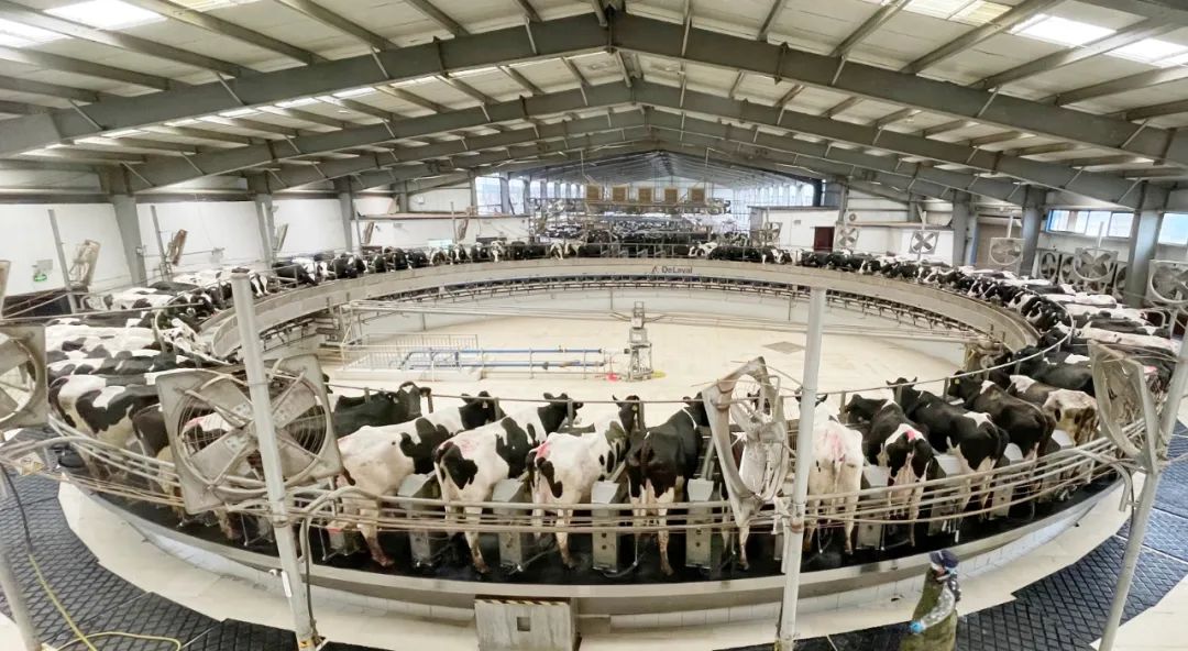 凝心聚力·贏創(chuàng)未來 | 花花牛乳業(yè)集團(tuán)召開營(yíng)銷、養(yǎng)殖及飼料經(jīng)營(yíng)工作會(huì)議