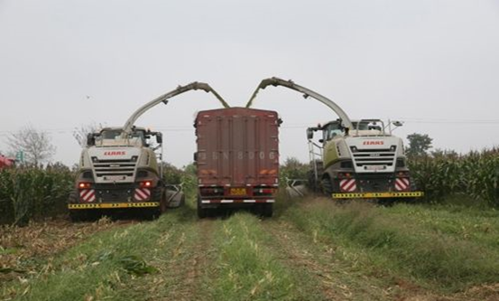 河南花花牛乳業集團股份有限公司 2020年玉米青貯采購信息