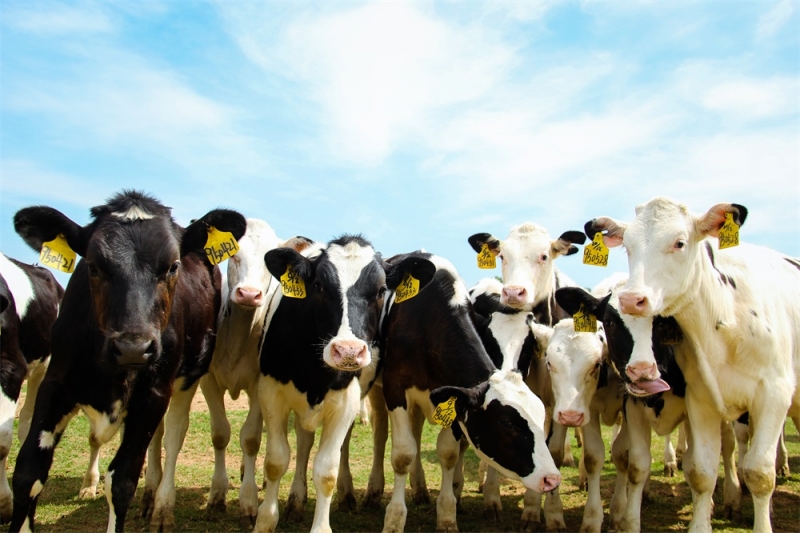 養(yǎng)殖事業(yè)部兩個(gè)牧場獲農(nóng)業(yè)部標(biāo)準(zhǔn)化示范場稱號(hào)